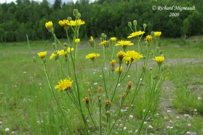 Léontodon dautomne - Fall Dandelion - Leontodon autumnalis 2m9