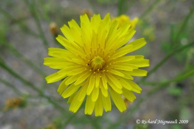 Léontodon dautomne - Fall Dandelion - Leontodon autumnalis 3m9
