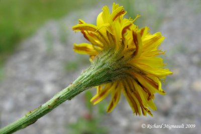 Léontodon dautomne - Fall Dandelion - Leontodon autumnalis 4m9