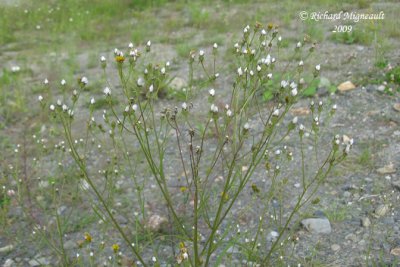 Léontodon dautomne - Fall Dandelion - Leontodon autumnalis 5m9