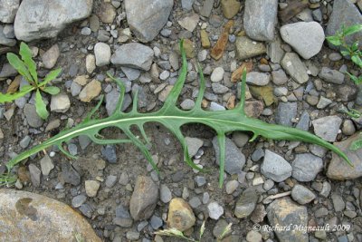Léontodon dautomne - Fall Dandelion - Leontodon autumnalis 6m9