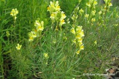 Linaire vulgaire - Butter-and-eggs - Linaria vulgaris 2m9