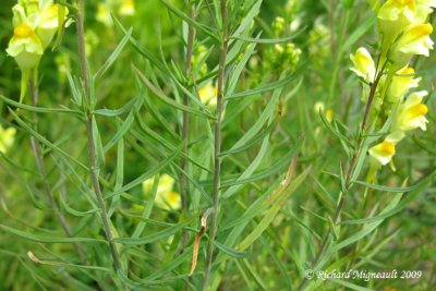 Linaire vulgaire - Butter-and-eggs - Linaria vulgaris 5m9