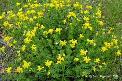 Lotier corniculé - Birdfoot Trefoil - Lotus corniculatus 1m9