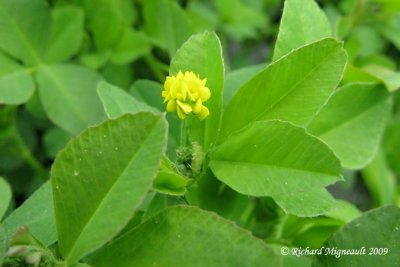Lupuline - Black medick - Medicago lupulina 3m9