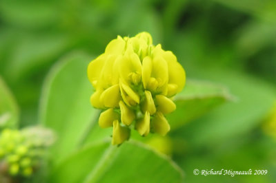 Lupuline - Black medick - Medicago lupulina 4m9