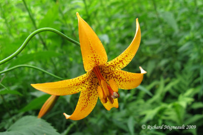 Lys du Canada - Canada Lily - Lilium canadense 4m9