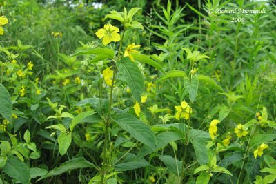 Lysimaque ciliée - Fringed loosestrife - Lysimachia ciliata 1m9