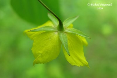 Lysimaque ciliée - Fringed loosestrife - Lysimachia ciliata 5m9
