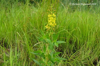 Lysimaque terreste - Swamp loosestrife - Lysimachia terrestris 1m9