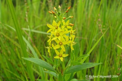 Lysimaque terreste - Swamp loosestrife - Lysimachia terrestris 2m9