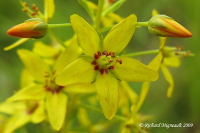 Lysimaque terreste - Swamp loosestrife - Lysimachia terrestris 3m9