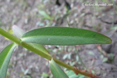 Lysimaque terreste - Swamp loosestrife - Lysimachia terrestris 4m9