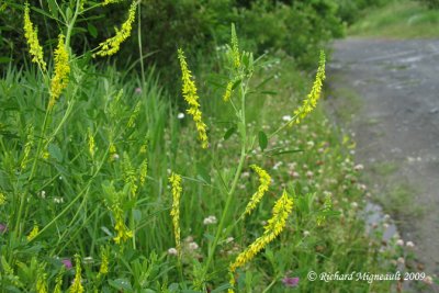 Méliot jaune - Yellow sweet-clover - Melilotus officinalis 1m9