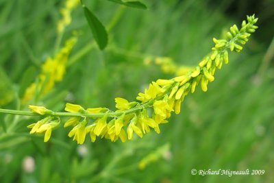 Méliot jaune - Yellow sweet-clover - Melilotus officinalis 2m9