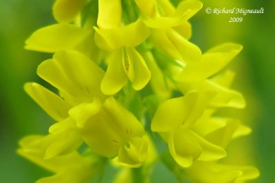 Méliot jaune - Yellow sweet-clover - Melilotus officinalis 3m9