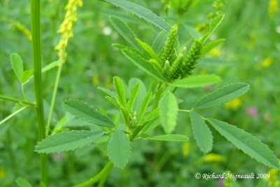 Méliot jaune - Yellow sweet-clover - Melilotus officinalis 4m9