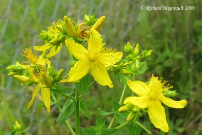 Millepertuis commun - St Johns wort - Hypericum perforatum 2m9