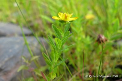Millepertuis commun - St Johns wort - Hypericum perforatum 3m9