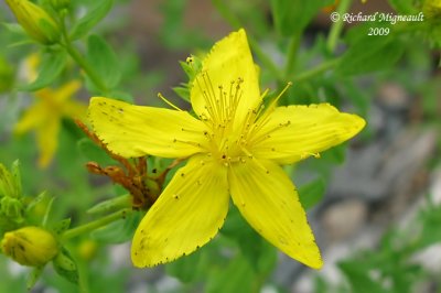 Millepertuis commun - St Johns wort - Hypericum perforatum 4m9