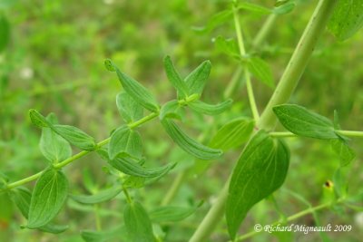 Millepertuis commun - St Johns wort - Hypericum perforatum 6m9