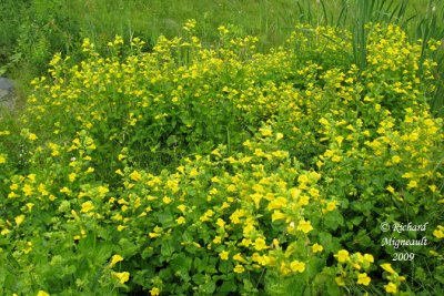 Mimule ponctué - Yellow monkey-flower - Mimulus guttatus 1m9
