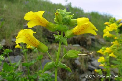 Mimule ponctué - Yellow monkey-flower - Mimulus guttatus 2m9