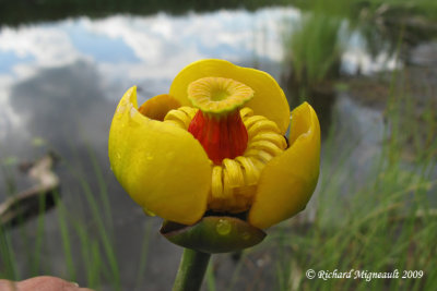 Nnuphar  fleur panach - Beaver-root - Nuphar variegatum 2m9