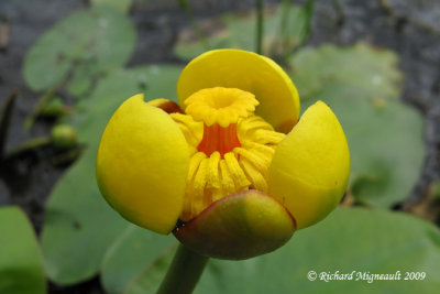 Nnuphar  fleur panach - Beaver-root - Nuphar variegatum 3m9