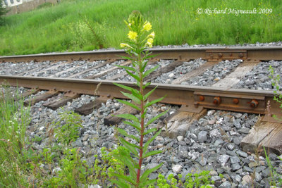 Onagre bisannuelle - Evening primrose - Oenothera biennis 1m9