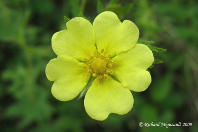 Potentille dresse - Erect cinquefoil - Potentilla recta 4m9