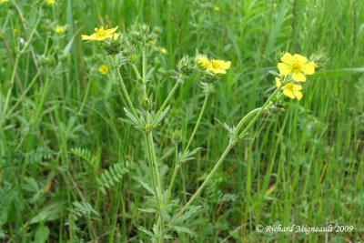 Potentille intermdiaire - Ashy cinquefoil - Potentille intermedia 2m9