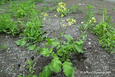 Radis sauvage - Wild radish - Raphanus raphanistrum 1m9