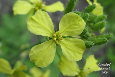 Radis sauvage - Wild radish - Raphanus raphanistrum 3m9