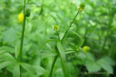 Renoncule abortive - Kidney-leaf-buttercup - Ranunculus abortivus 2m9
