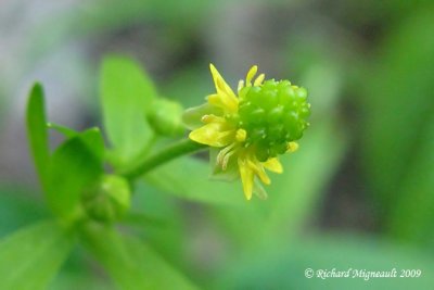 Renoncule abortive - Kidney-leaf-buttercup - Ranunculus abortivus 3m9