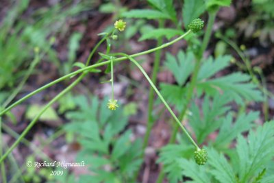 Renoncule abortive - Kidney-leaf-buttercup - Ranunculus abortivus 4m9