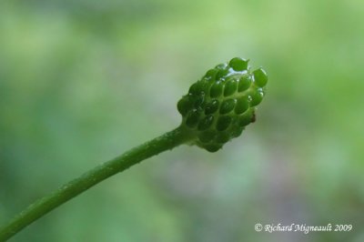 Renoncule abortive - Kidney-leaf-buttercup - Ranunculus abortivus 5m9