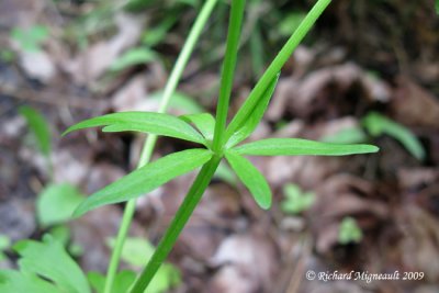 Renoncule abortive - Kidney-leaf-buttercup - Ranunculus abortivus 6m9