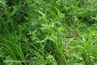 Renoncule de Pensylvanie - Bristly crowfoot - Ranunculus pensylvanicus 1m9