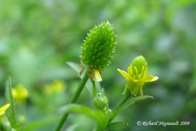 Renoncule de Pensylvanie - Bristly crowfoot - Ranunculus pensylvanicus 4m9