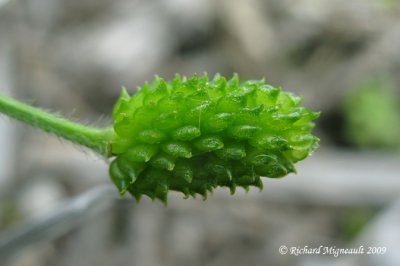 Renoncule de Pensylvanie - Bristly crowfoot - Ranunculus pensylvanicus 5m9