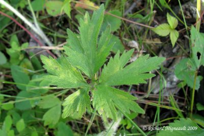 Renoncule de Pensylvanie - Bristly crowfoot - Ranunculus pensylvanicus 6m9