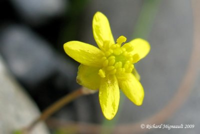 Renoncule flammette - Creeping spearworth - Ranunculus flammula 2m9