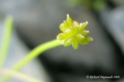 Renoncule flammette - Creeping spearworth - Ranunculus flammula 3m9