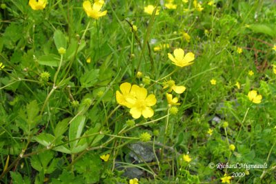 Renoncule rampante - Creeping buttercup - Ranunculus repens 1m9
