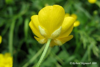 Renoncule rampante - Creeping buttercup - Ranunculus repens 4m9