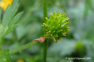 Renoncule rampante - Creeping buttercup - Ranunculus repens 5m9