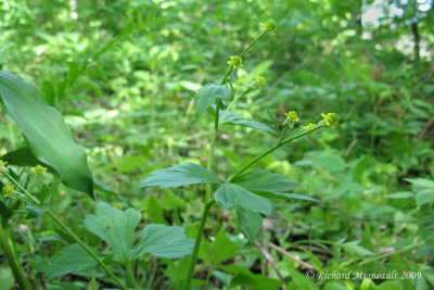 Renoncule recourbe - Hooked buttercup - Ranunculus recurvatus 1m9