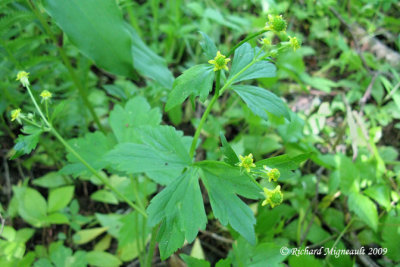 Renoncule recourbe - Hooked buttercup - Ranunculus recurvatus 2m9